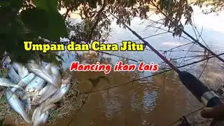 Umpan dan Cara jitu mancing ikan Lais @BojomurengBudalMancing