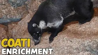 Coati Enrichment