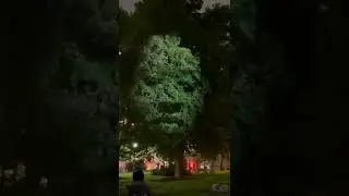 Tree projection What are your thoughts ?