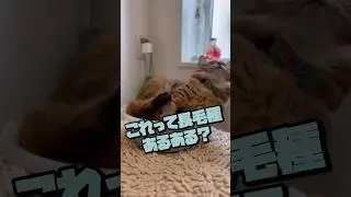 長毛種の猫をブラッシングすると