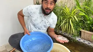 Tilapia Fish Ke Pond Se 500 Plus Babys Nikle 😱