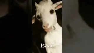 la cabra en el columpio ( de mi otro canal