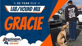 2 y/o Lab/Hound Mix(Gracie) | Best Dog Trainers In Richmond | Richmond Virginia Dog Training