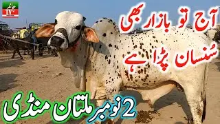 Today Fresh Multan Cow Mandi Latest Update Video | Cholistani Sahiwal Bachre | Multan Janwar Mandi🔥