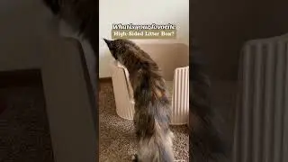 The Best High-Sided Litter Box | Cute Cat Videos | Maine Coon Cat  #cat  #mainecoon #shorts