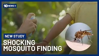 New Study Shows Mosquito Repellant Has Opposite Effect | 10 News+