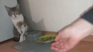 A fastidious cat. She doesn't want to eat food