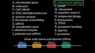 в котором различные комбинации экзонов приводят к разным продуктам трансляции