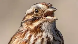 Song sparrow call / sounds | Bird