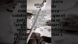 #resina #colofonia #perrubia #brea #violin #viola #cello #historiasmusicales #musicos
