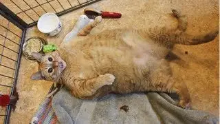 Fattest Cat In The World?