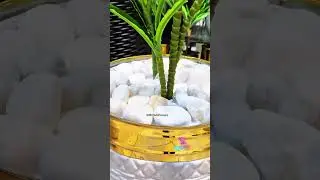 Dracaena Plant Premium Quality Home DECOR Sale Price