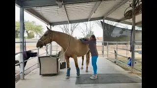 Fiji intro to equine assisted learning or therapy tips working with young horses