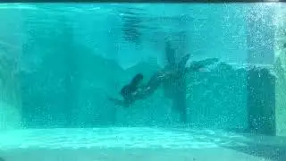 Villa Marietta | Aquarium Glass Pool | Royal Farm Resort | Dipolog City