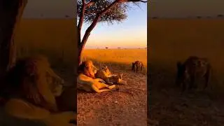 This Funny Warthog Caused Total Jungle Chaos 😂🔥 #animalprank #animalshorts #shorts