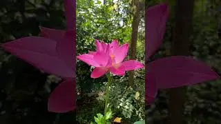new lotus bloom in my garden
