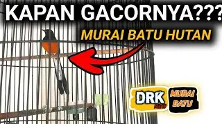 ILMU MAHAL !! MURAI BATU INI SUPER PARAH INI YANG TERJADI 