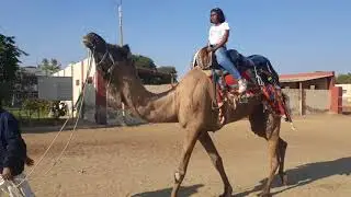 Khushi camel ride at Camel research center Bikaner Rajasthan
