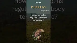 Pangolin Fact 20 - How do pangolins regulate their body temperature?