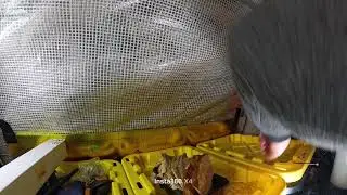 Checking in on my wood chip & coffee worm bins and feeding #6