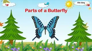 Parts of a Butterfly |Butterfly body parts |Butterfly parts in English - Kids Entry