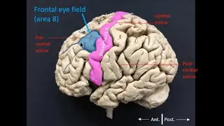 Frontal eye field