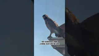 #birdnerd alert with this #redshoulderedhawk eyeballing my soul #birds #birdjoy #music @labrinth