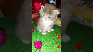 kitten in her first steps💞🥰 #kittens #cats #catlover #viral #shorts