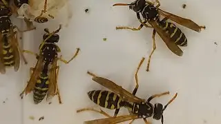ОСЫ. WASPS POLISTES, PARAVESPULA, VESPA, HORNETS UNDER MICROSCOPE в эфире! Vespa velutina Entomology