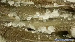Einhamar Seafood [английский]