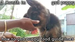How To Puppy Or Dog 🐶❤️ Food Guidelines✨🐕&zwj;🦺#dog #food #videos #germanshepperd #puppy