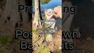 The BEST Post Spawn Bass Baits #bassfishing #fishing #postspawn #bassbaits