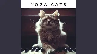 Yogi Cats