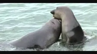 Fighting Sub-Adult Male Elephant Seals