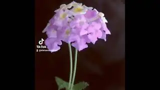 Lantana Fabiola -лантана фабиола,  кустовая,  цветет с черенка круглый год