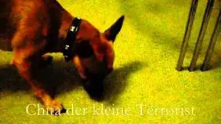 Chita der Terrorist