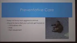 An Abscess in a Cat