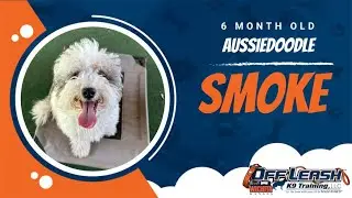 Unleashing Smoke&rsquo;s Potential: Mastering Off-Leash Obedience in OKC 🐶✨