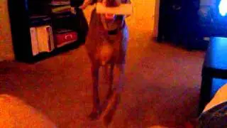 Franklin Randolph the Weimaraner gets a new bone