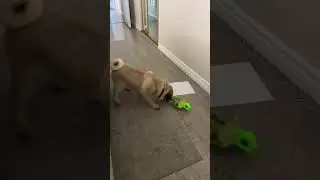 Pawlow Vs frilled neck lizard 🦎 🐶😂 #shortsvideo #shorts #pug  #funny