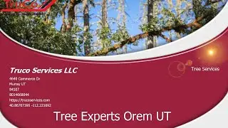 Best Tree Service Near Me
