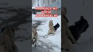 K&Ouml;YDEKİ K&Ouml;PEKLER KARŞI KARŞIYA GELİRSE..? #KARAKIR&Ccedil;ILKANGAL #anadoluaslanı #kangal #safkangal