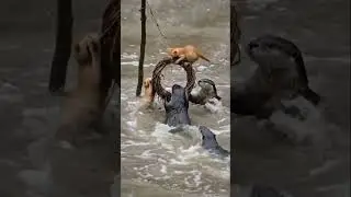 Nevle Ne Bachayi Do Doobti Billiyon Ki Jaan! 😱 | Mongoose Saves Cats From Drowning..