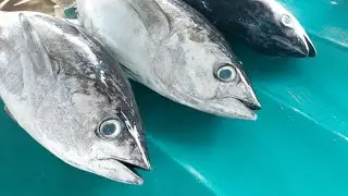 Afa Tuna sedang live sekarang!