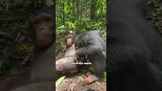 Grab a bite with Akouba | Wild Animal Unique Personality Award 2024