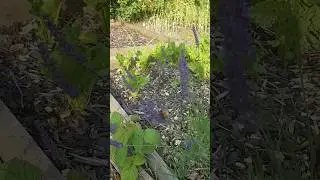 Why it's important to have pollinating plants around your Veggies