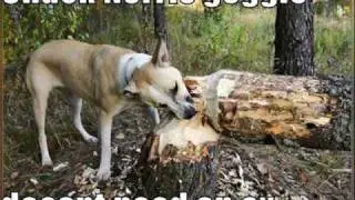 Loldogs movie