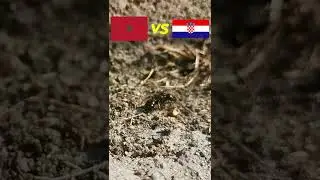Marocco vs Croatia ⚽🐜 Guessing Queen Ant ⚽ World Cup 2022 Qatar #shorts