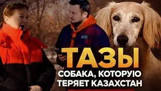 КАЗАХСКАЯ ТАЗЫ: Порода под угрозой? | Анна Плахова — честно о выставках и будущем Тазы! КОНКУРС!