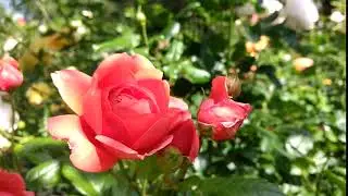 Summer song David Austin rose